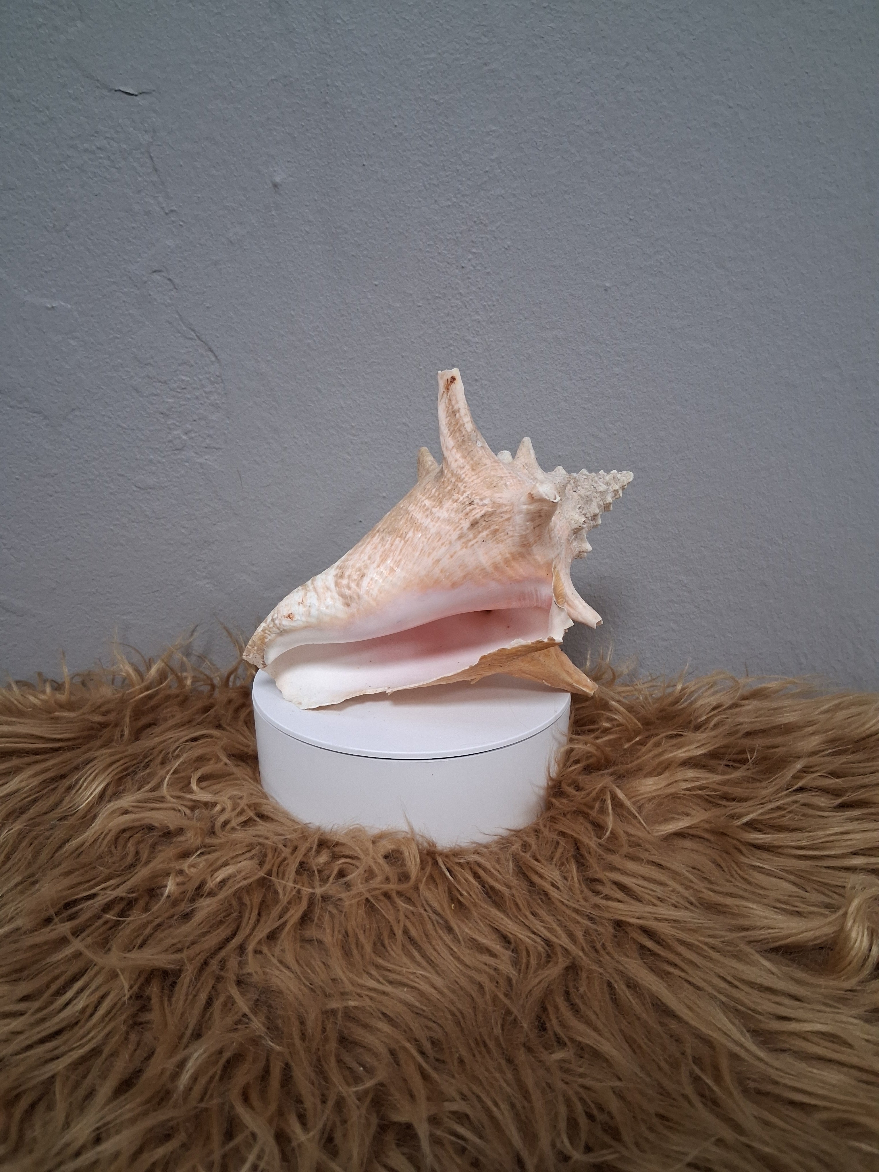 Caracol Aye