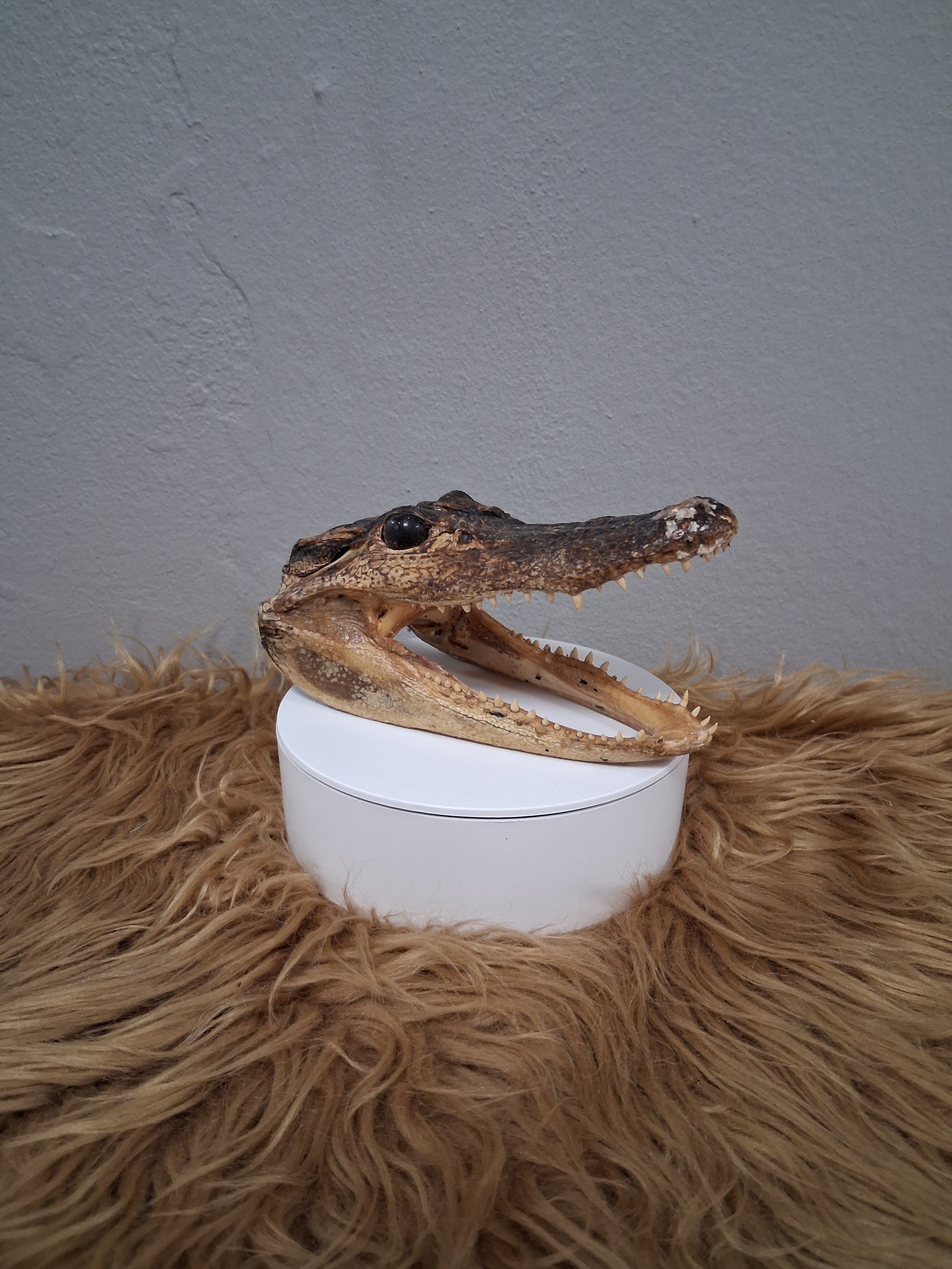 Cabeza Caiman