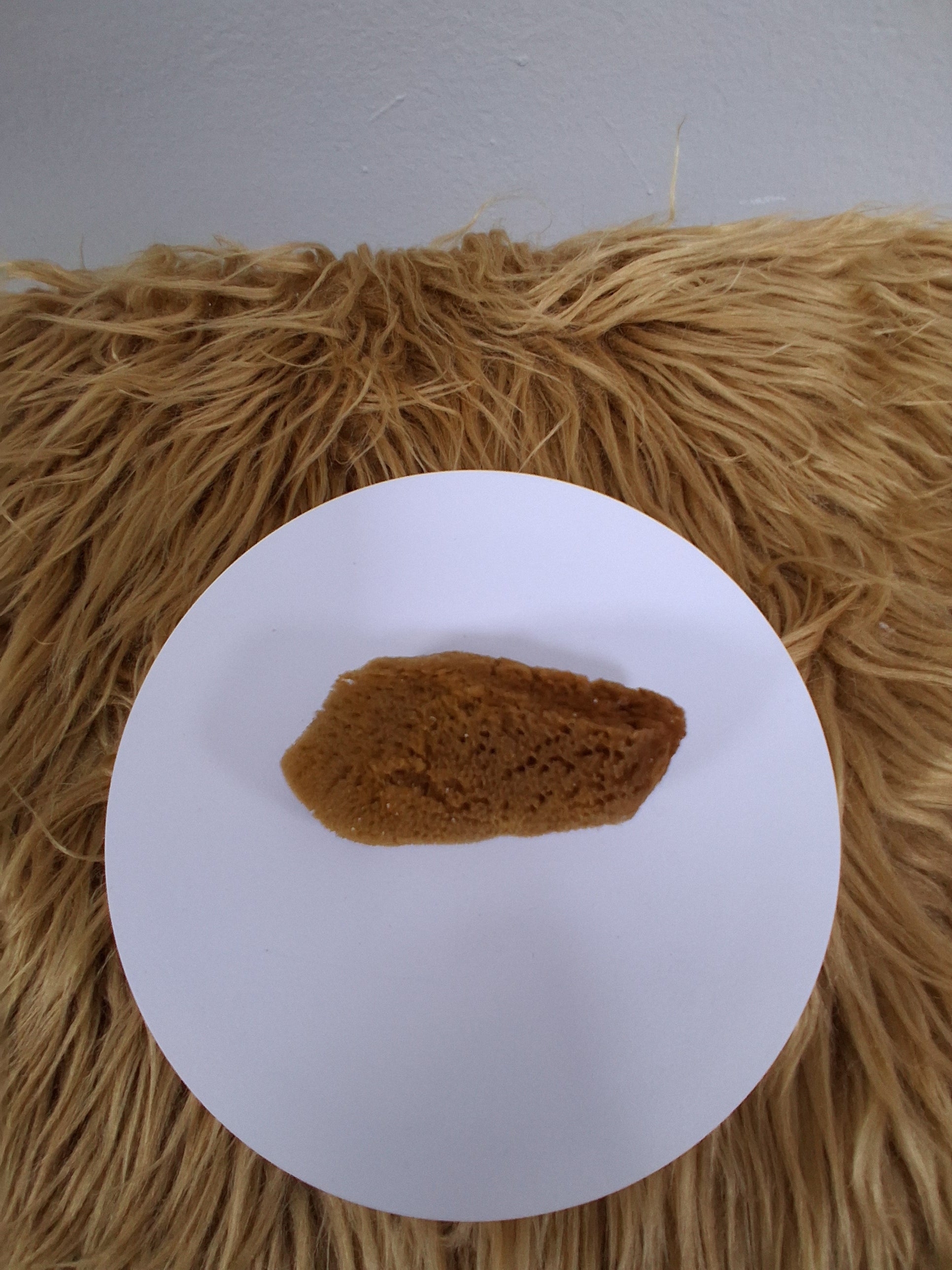Esponja de Mar